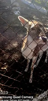 Cute deer standing calmly behind a fence in a natural setting.