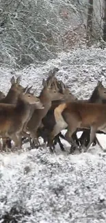 Herd of deer roaming a snowy winter forest.