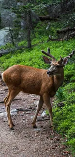 Serene deer on a forest path with lush green surroundings.