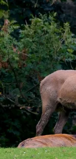 Deer standing in a lush green forest background wallpaper.