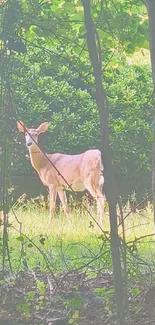 Deer standing in lush green forest, surrounded by trees.