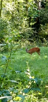 A deer grazing in lush green forest setting.