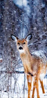 Deer standing amidst snow-dusted forest landscape.