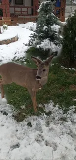 A deer stands in a snowy garden surrounded by greenery.