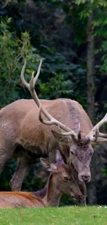 Two deer in a lush green forest setting.