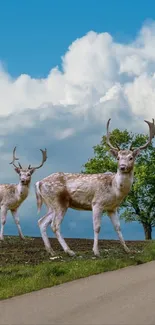 Deer on country road under vast blue sky.