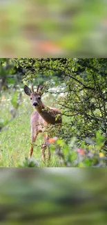 Deer Wildlife Terrestrial Animal Live Wallpaper