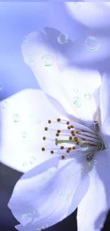 Delicate white blossom with water drops on a serene blue background.