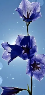 Silhouette of a blue flower against a clear sky.