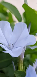 Close-up of a light blue flower with green leaves background.