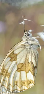 Closeup of a butterfly on a white flower with beige tones.