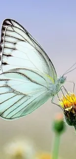 Butterfly resting on a vibrant yellow flower.