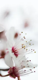 Close-up of cherry blossoms with soft white petals on a gentle background.