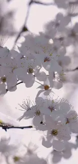 Delicate white cherry blossoms with blurred background.