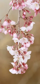 Close-up of cherry blossoms on beige background.