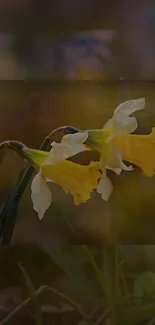 Close-up of two daffodils with blurred background in calming tones.