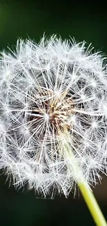 Close-up of a delicate dandelion with a green background.