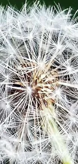 Close-up image of a dandelion showcasing intricate details.