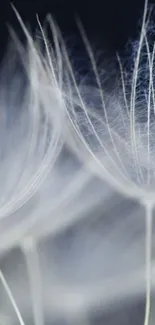 Close-up of delicate dandelion seeds with a soft gray background.