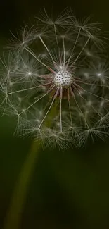Close-up image of a dandelion with seeds against a dark green background.