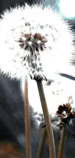 Close-up of a delicate, fluffy dandelion in soft lighting.