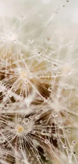 Close-up of delicate dandelion seeds with dewdrops in soft light.