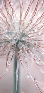 Delicate flower with dewdrops in soft pink hue.