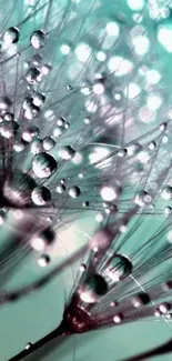 Close-up of dandelion with dewdrops against a serene teal background.