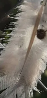 Close-up of a delicate white feather against a natural background.