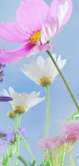 Soft pink and white flowers under a blue sky, creating a serene wallpaper.