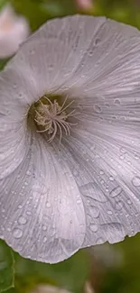 Close-up of a delicate white flower with dewdrops on its petals.