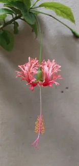 Pink hibiscus flower with green leaves on a light background.