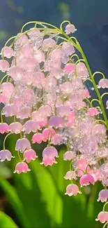 Delicate pink bell flowers with light background.