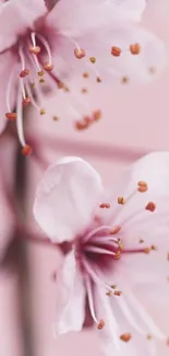 Delicate pink blossoms on a branch, soft focus.