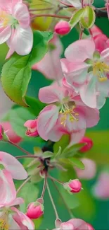 Delicate pink blossoms with green leaves.