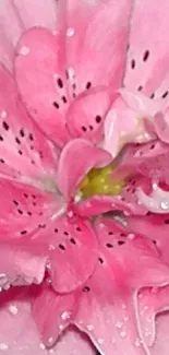 Close-up of a pink flower with detailed petals.