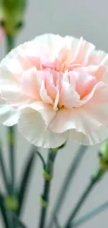 Delicate pink carnation blossom against a soft background.