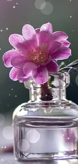 Delicate pink flower in a small glass vase.