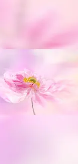 Delicate pink flower in soft focus with pastel background.