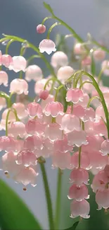 Delicate pink flowers with green stems on a blurred background.