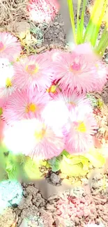 Vibrant pink flowers in a sunny garden setting wallpaper.