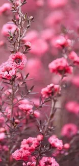 Pink floral wallpaper with delicate blossoms on a blurred background.