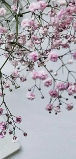 Delicate pink flowers on white background