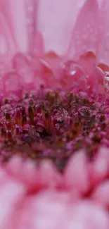 Close-up of a pink flower with delicate petals.