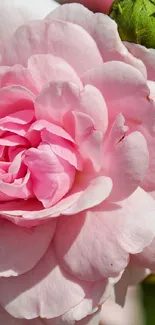 Close-up of a delicate pink flower with detailed petals.