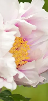 Delicate pink peony flower with yellow center against a green backdrop.