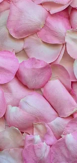 Beautiful wallpaper of pink rose petals.