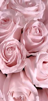 Delicate pink roses with soft petals in a beautiful floral arrangement.