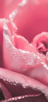 Close-up of a pink rose with dew drops, captured in soft focus.