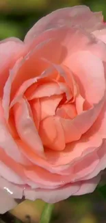 Delicate soft pink rose in full bloom showcasing beauty.